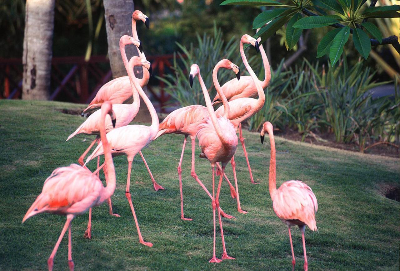 Natura Park Beach & Spa Eco Resort Punta Cana Exterior photo American flamingos